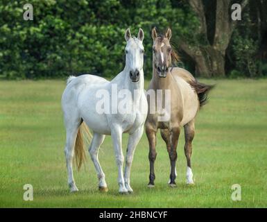 Quarter Horse mares dans un enclos vert Banque D'Images