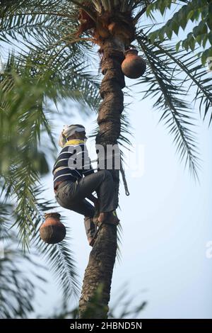 Un homme qui recueille la sève d'un palmier à date.L'homme pèle l'écorce au sommet de l'arbre et attache un pot pour recueillir le liquide.Agartala, Tripura, Inde. Banque D'Images