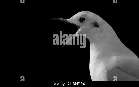 Mouette en colère bouche ouverte sur le fond noir Banque D'Images