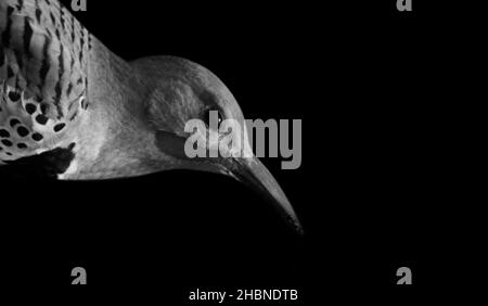 Joli gros-plan en forme d'oiseau scintillé noir et blanc sur fond noir Banque D'Images