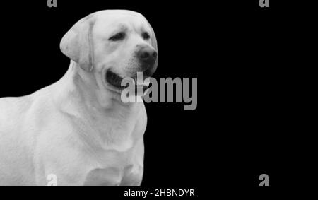 Adorable visage de chien Happy Labrador Retriever sur fond sombre Banque D'Images