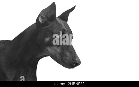 Fort visage de chien Dobermann sur fond blanc Banque D'Images