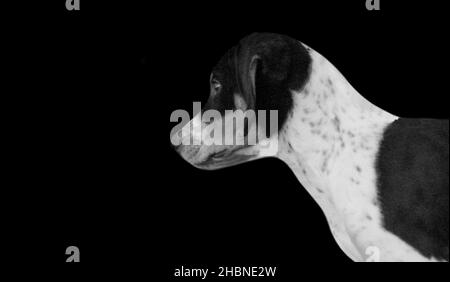 Chien noir et blanc mignon malheureux dans le fond sombre Banque D'Images