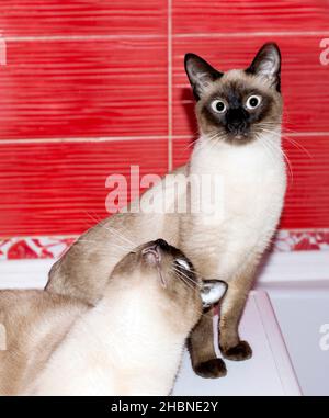 Couple en amour chat et chat thaïlandais, chats, chatons et chats dans la maison, les animaux de compagnie leurs photos et leur vie Banque D'Images