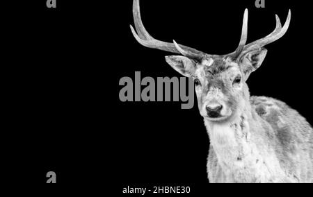 Magnifique portrait de cerf Big Antlers sur fond noir Banque D'Images