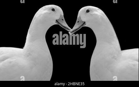 Deux Happy Duck Portrait dans le fond noir Banque D'Images