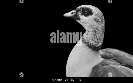 Oiseau d'oie regardant sur le fond noir Banque D'Images