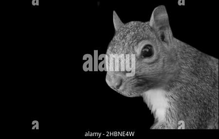 Jolie petite face écureuil sur le fond noir Banque D'Images