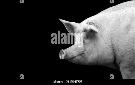 Visage de portrait de cochon blanc sur fond noir Banque D'Images