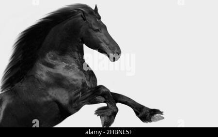 Magnifique cheval noir de Frise sur fond blanc Banque D'Images