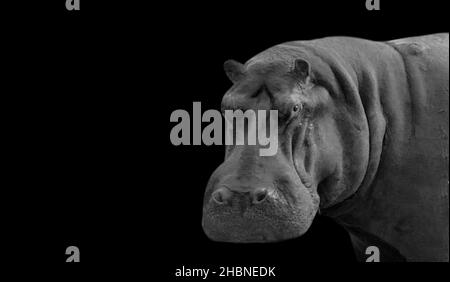 Grand Hippopotamus lourd visage sur le fond sombre Banque D'Images