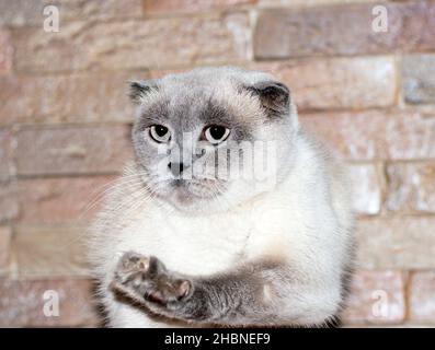 Scotish-fold blanc bleu-point chat sur le fond d'un mur de brique, chats, chatons et chats dans la maison, les animaux de compagnie leurs photos et leur vie Banque D'Images