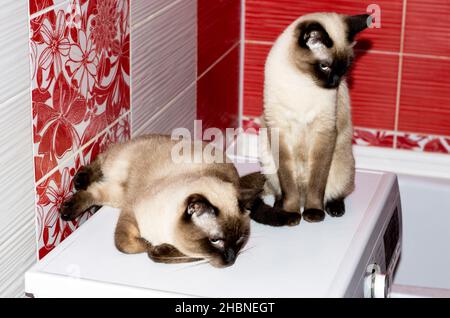 Couple de Siamese-Thai chat et chat assis dans la salle de bains, chats, chatons et chats dans la maison, les animaux de compagnie leurs photos et leur vie Banque D'Images