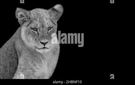 Lion Portrait sur fond sombre Banque D'Images