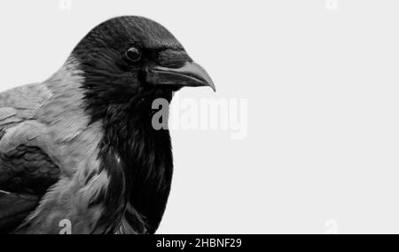 Face de la Corbeau en noir et blanc sur l'arrière-plan blanc Banque D'Images