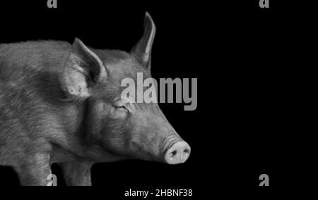 Cochon debout sur le fond noir Banque D'Images