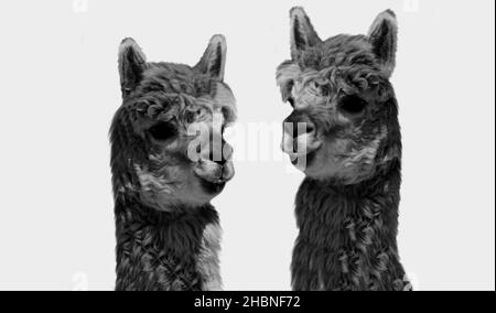 Deux jolis visages Alpaca sur fond blanc Banque D'Images