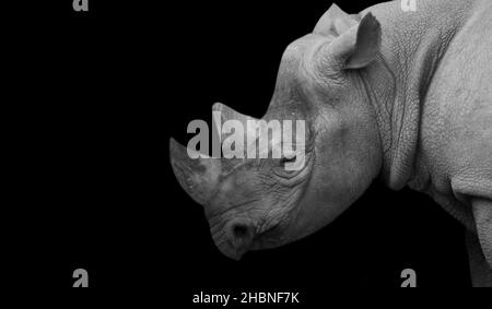 Grand Horn Rhino Portrait sur fond sombre Banque D'Images