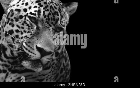 Gros plan noir et blanc léopard dangereux sur fond sombre Banque D'Images