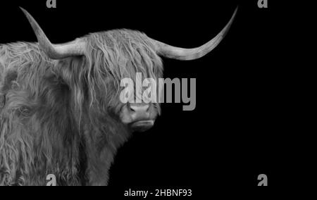 Grand Horn Highland Cattle Portrait dans le fond noir Banque D'Images