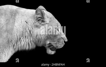 Visage de lion Angry blanc sur fond noir Banque D'Images