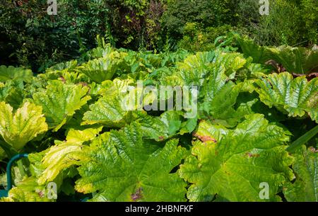 Darmera peltata plante (rhubarb indien, Umbrella Plant, Peltiphyllum peltatum) qui grandit près d'un étang à la fin de l'été / début de l'automne en Angleterre, au Royaume-Uni. Banque D'Images