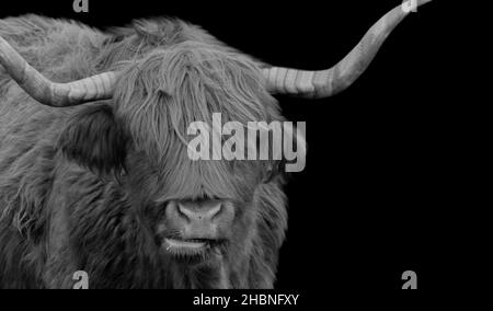 Grand Horn Highland Cattle Portrait dans le fond noir Banque D'Images