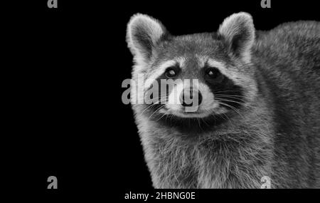 Noir et blanc Raccoon visage mignon Banque D'Images