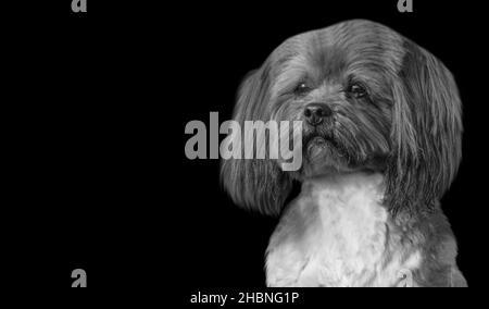 Joli petit chien Shih Tzu sur fond noir Banque D'Images