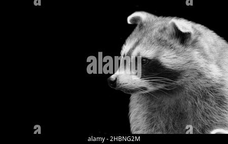 Mignon Raccoon noir et blanc sur fond noir Banque D'Images