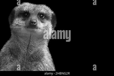 Mignon Meerkat regardant tranquillement dans le fond noir Banque D'Images