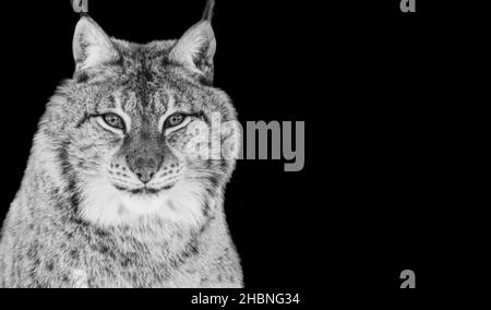 Dangereux Solitary Lynx Cat gros plan dans le fond noir Banque D'Images