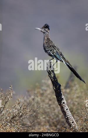 Photo verticale d'un grand roadrunner perché sur une branche Banque D'Images