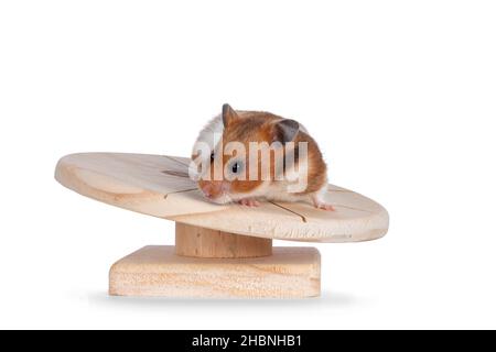 Joli hamster syrien ou doré, debout sur un plateau en bois.Isolé sur un fond blanc. Banque D'Images