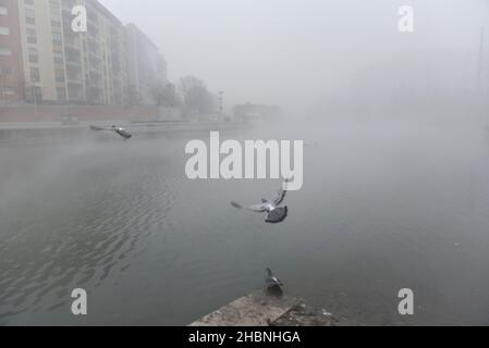 Milan, Lombardie, Italie.19th décembre 2021.Décembre 19, Milan, Lombardie, Italie: Les pigeons prennent l'avion pendant le brouillard épais, à la Darsena qui est un canal d'eau qui traverse la ville crédit: Ervin Shulku/ZUMA Wire/Alay Live News Banque D'Images