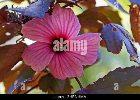 Hibiscus de canneberge ou rosemallow africain (Hibiscus acétosella), Brésil Banque D'Images