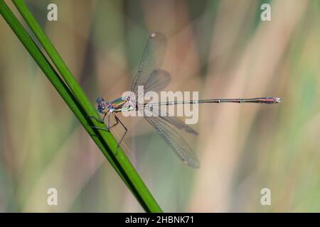 Anisoptera, ou libellules, sont l'une des deux infrastructures classiques du sous-ordre Epiprocta. Banque D'Images