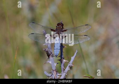 Anisoptera, ou libellules, sont l'une des deux infrastructures classiques du sous-ordre Epiprocta. Banque D'Images