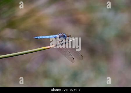 Anisoptera, ou libellules, sont l'une des deux infrastructures classiques du sous-ordre Epiprocta. Banque D'Images