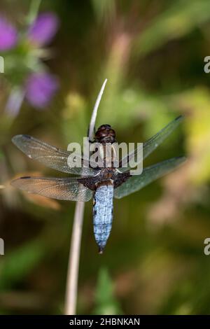 Anisoptera, ou libellules, sont l'une des deux infrastructures classiques du sous-ordre Epiprocta. Banque D'Images