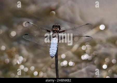 Anisoptera, ou libellules, sont l'une des deux infrastructures classiques du sous-ordre Epiprocta. Banque D'Images