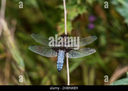 Anisoptera, ou libellules, sont l'une des deux infrastructures classiques du sous-ordre Epiprocta. Banque D'Images