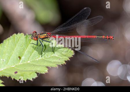 Anisoptera, ou libellules, sont l'une des deux infrastructures classiques du sous-ordre Epiprocta. Banque D'Images