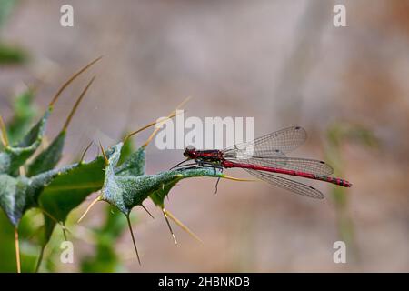 Anisoptera, ou libellules, sont l'une des deux infrastructures classiques du sous-ordre Epiprocta. Banque D'Images