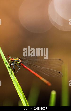 Anisoptera, ou libellules, sont l'une des deux infrastructures classiques du sous-ordre Epiprocta. Banque D'Images