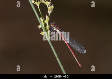 Anisoptera, ou libellules, sont l'une des deux infrastructures classiques du sous-ordre Epiprocta. Banque D'Images