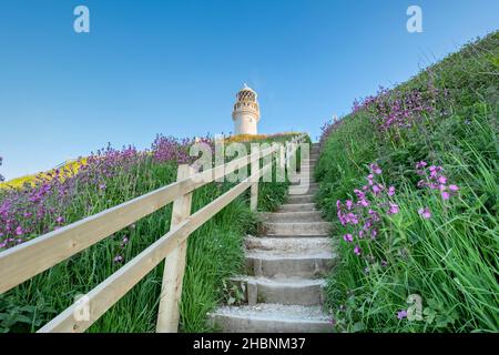 Fleurs sauvages menant au phare de Flamborough Head Banque D'Images