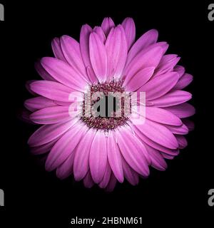 Gerbera fleur sur fond noir Banque D'Images