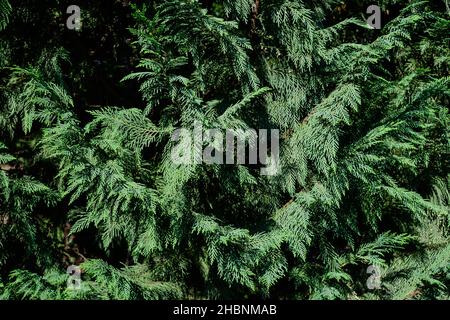 Beaucoup de petites feuilles de vert vif de l'arbre conifères Thuja, communément connu asarborvitaes, thujas ou cèdres dans un jardin dans un jour ensoleillé d'été Banque D'Images