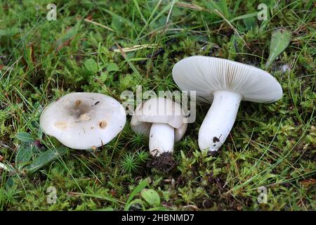 Russula aeruginea, connue sous le nom de Rusula verte, Rusula verte collante, ou le champignon vert de la Finlande Banque D'Images